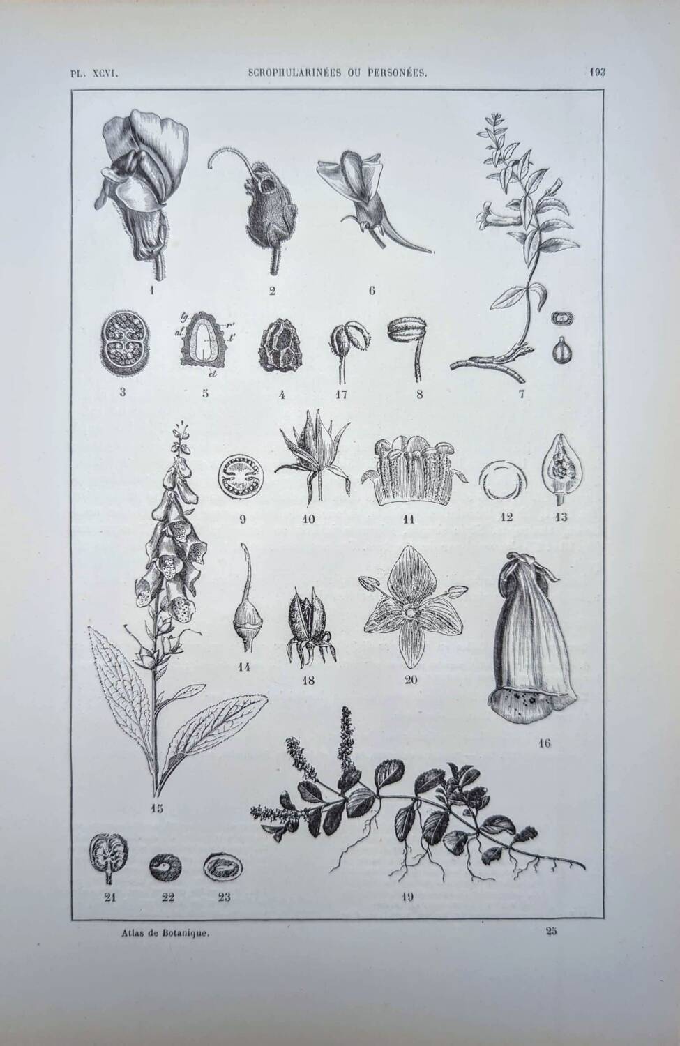 Imprimée en 1889, les scrophularinées. Planche botanique ancienne.
