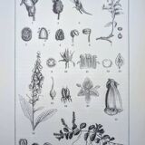 Imprimée en 1889, les scrophularinées. Planche botanique ancienne.