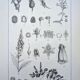 Printed in 1889, the Scrophulariaceae. Antique botanical plate.