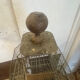 Cage à oiseaux 1900