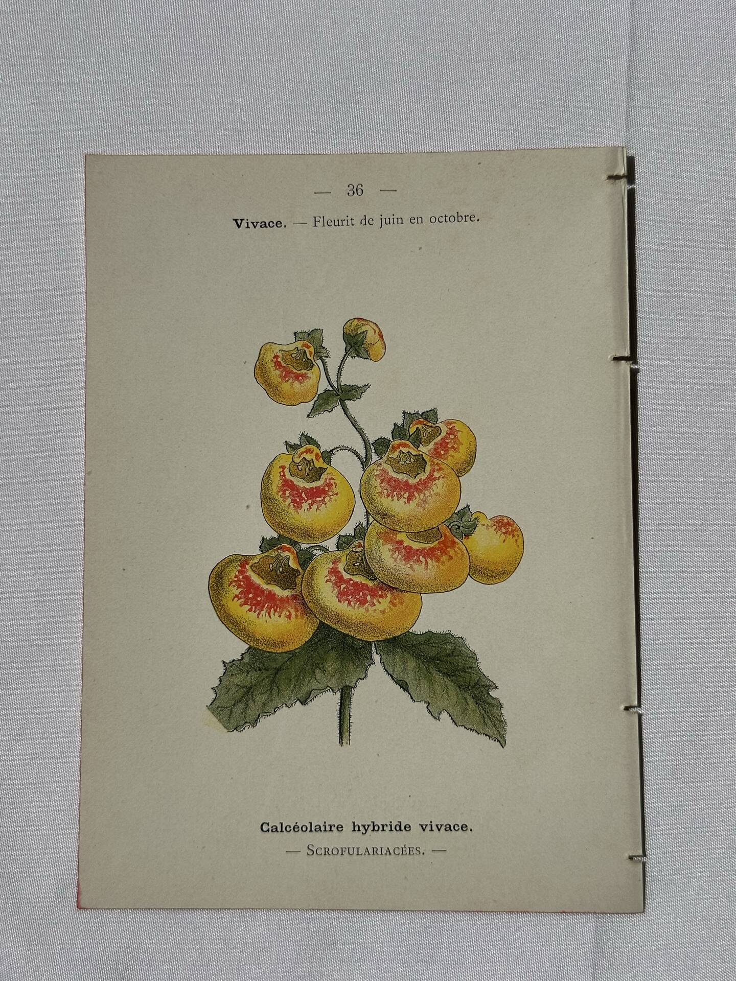 🌿 Botanical Plate Old Naturalist Engraving 19th Century Double-Sided