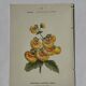 🌿 Botanical Plate Old Naturalist Engraving 19th Century Double-Sided