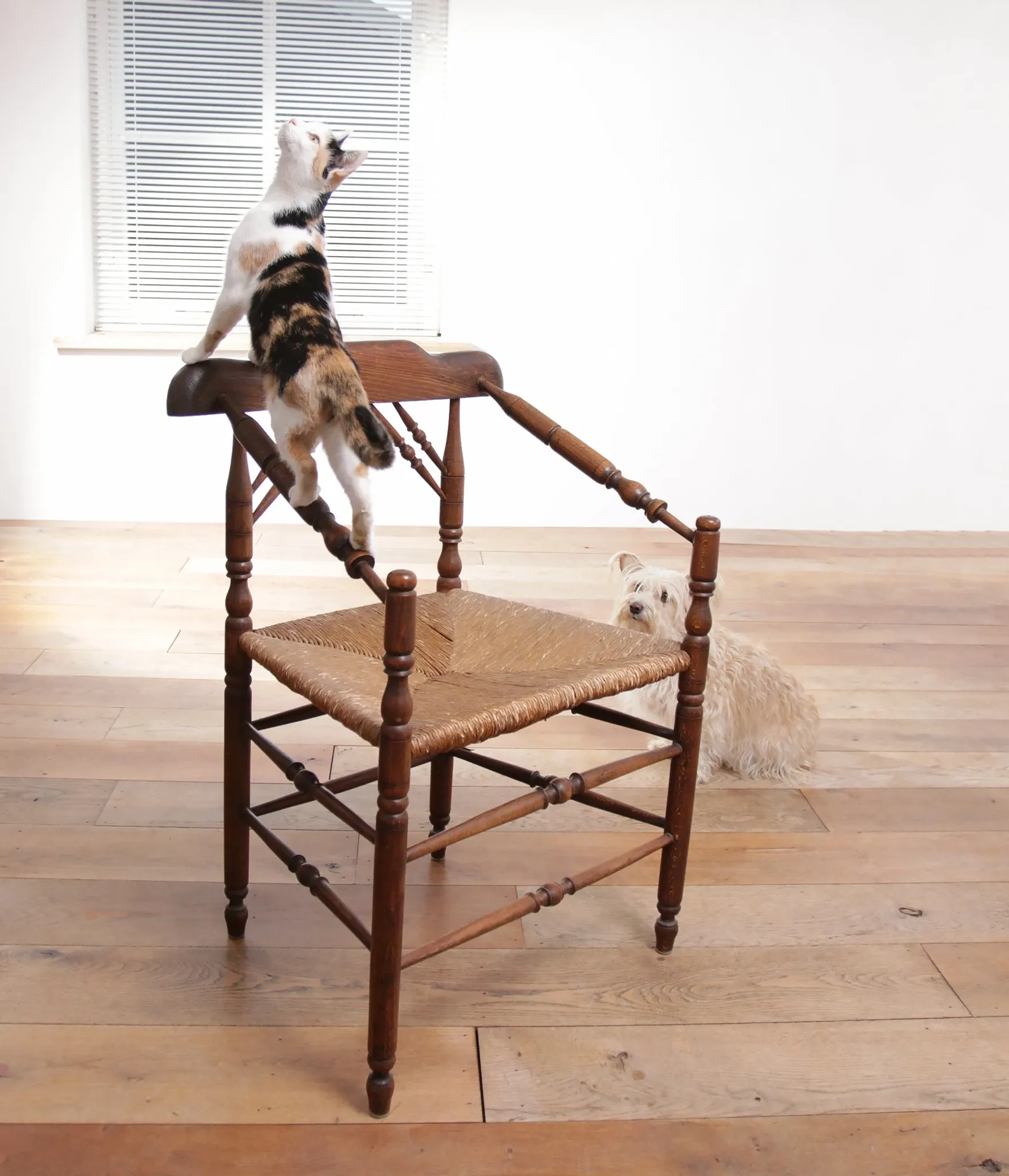 Rare antique Dutch oak armchair with rush seat