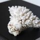 White coral, 70s