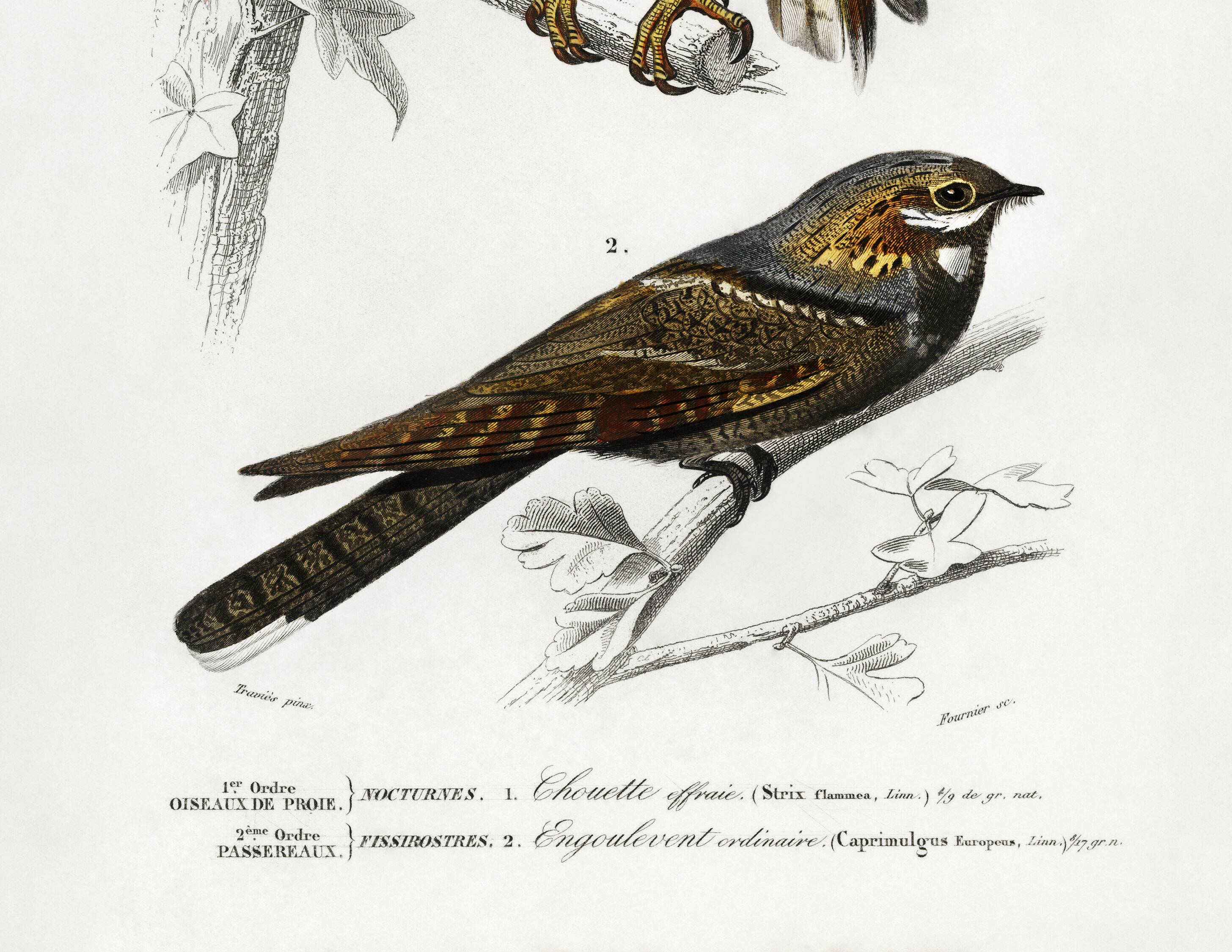 Poster about the barn owl and the nightjar, based on an engraving