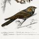Poster about the barn owl and the nightjar, based on an engraving