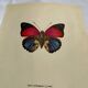 Old butterfly engraving vintage botanical plate etching naturalistic