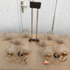 Stellar vintage lighting