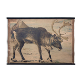 Poster "reindeer," lithograph Karl Jansky Böhmen 1897