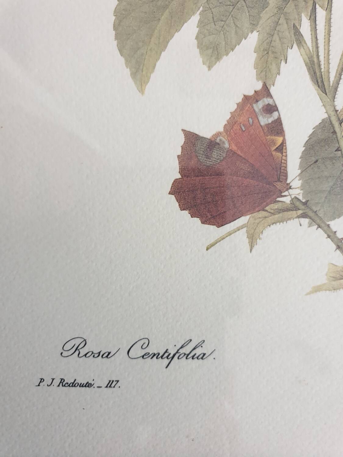 Redouté rose botanical plate framed