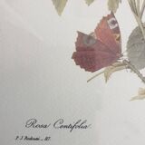 Redouté rose botanical plate framed