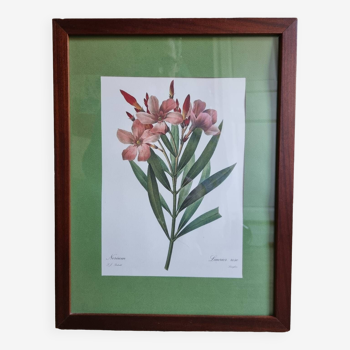 Oleander botanical board