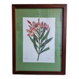 Oleander botanical board