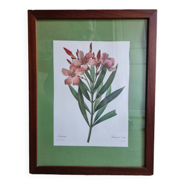 Oleander botanical board