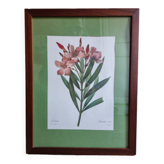 Oleander botanical board