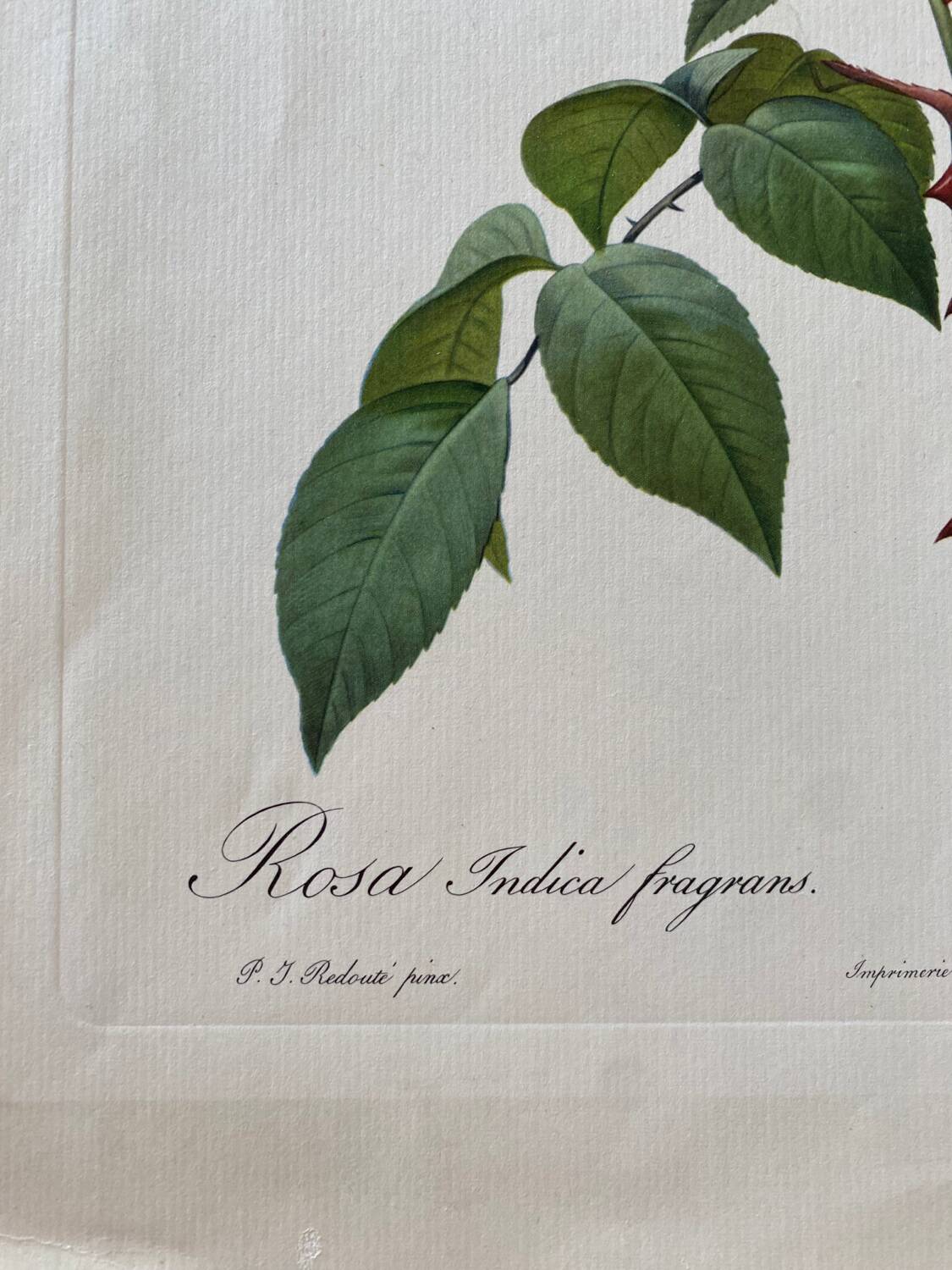 Botanical lithograph PJ Redouté Indian Rose