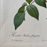 Botanical lithograph PJ Redouté Indian Rose