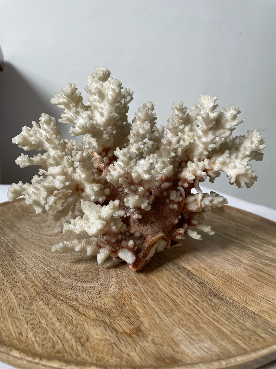 Vintage white coral