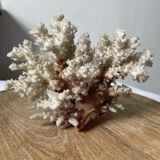 Vintage white coral