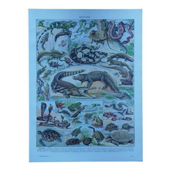 Original lithograph on reptiles