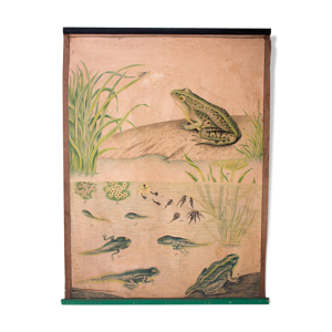 Affiche grenouille lithographie