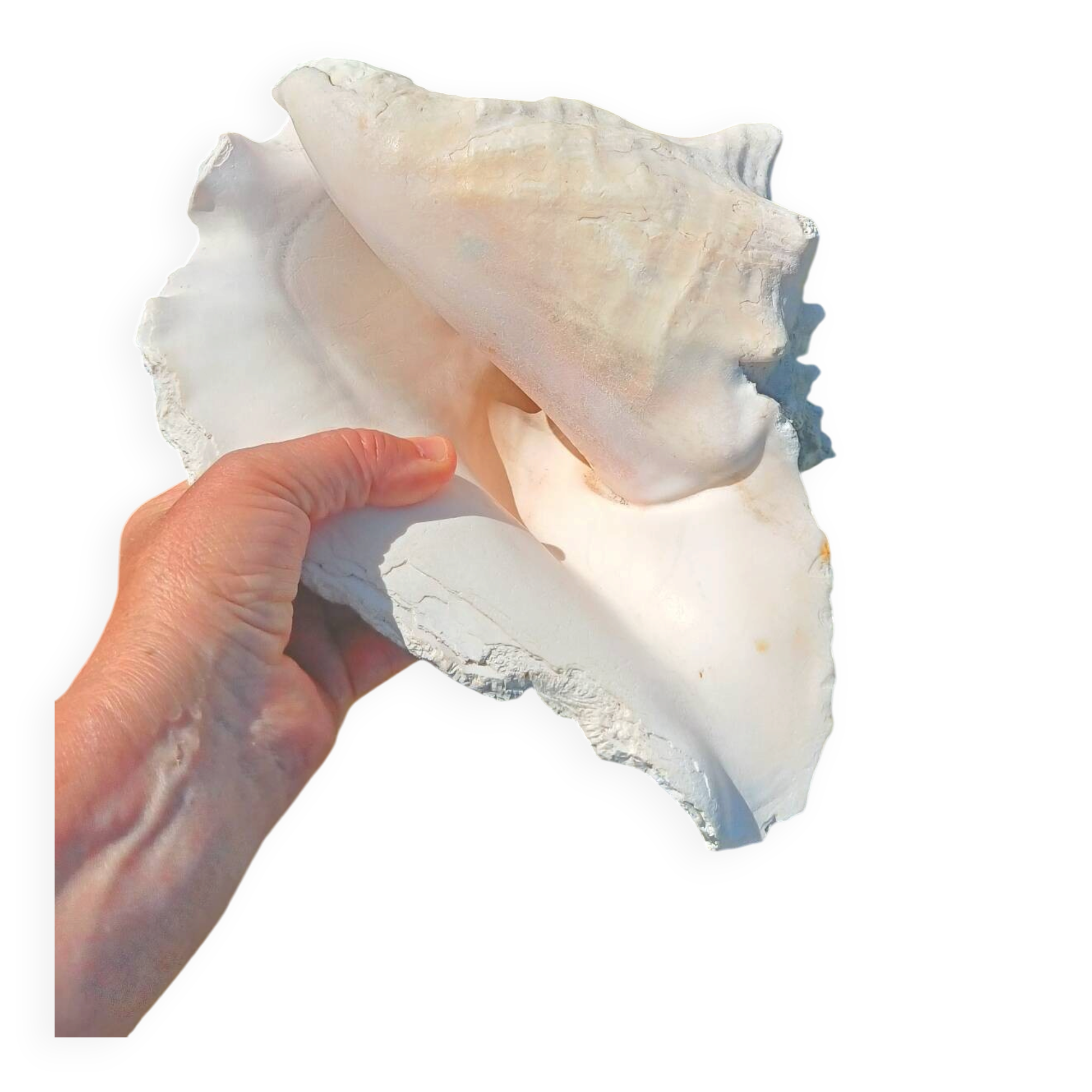 Conque marine blanche légèrement rosée