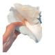 Conque marine blanche légèrement rosée