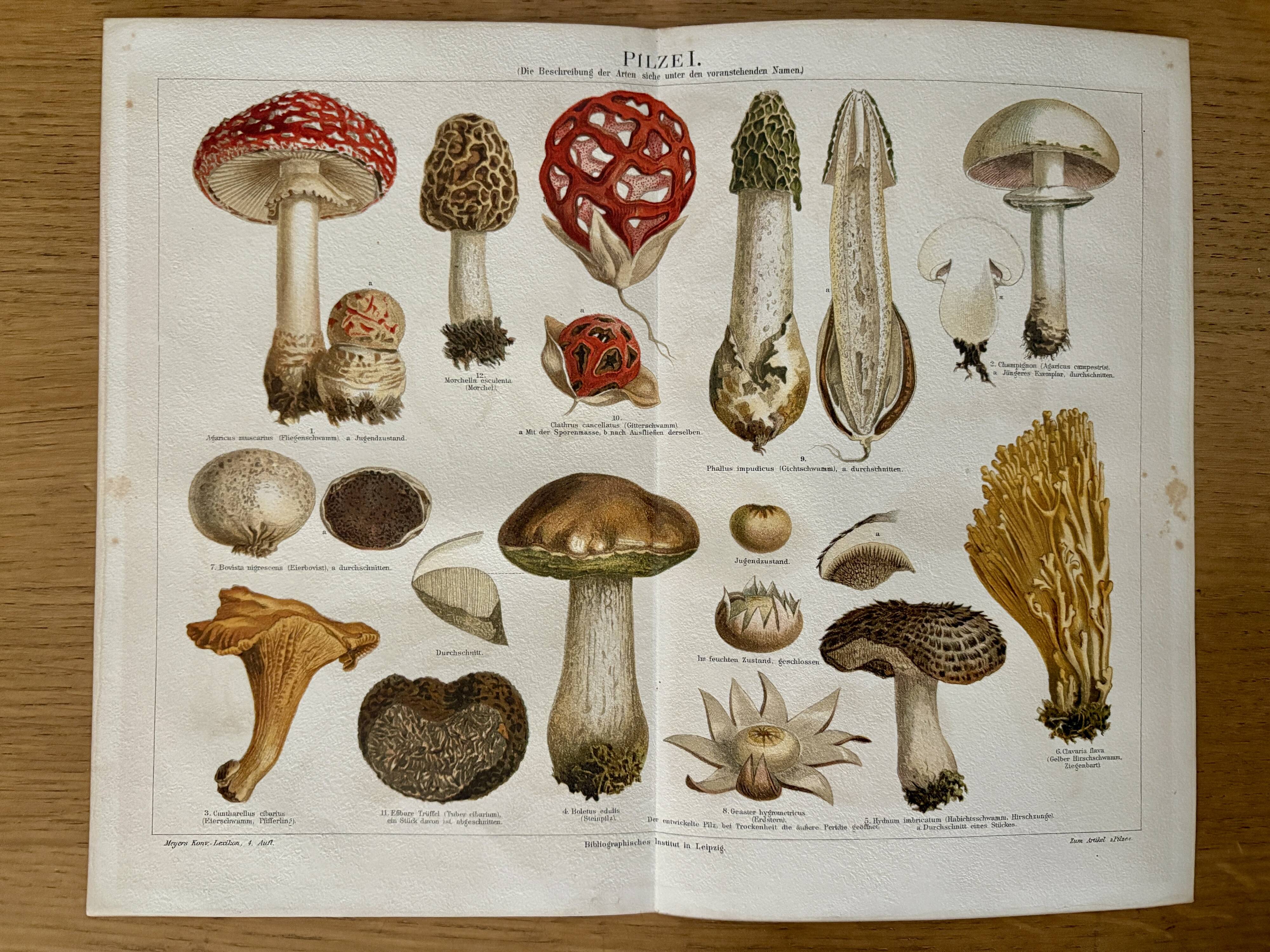 Lithograph engraving of mushrooms – 1890