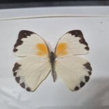 Papillon naturalisé Argia