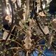 Stamp chandelier 18 fires 1900