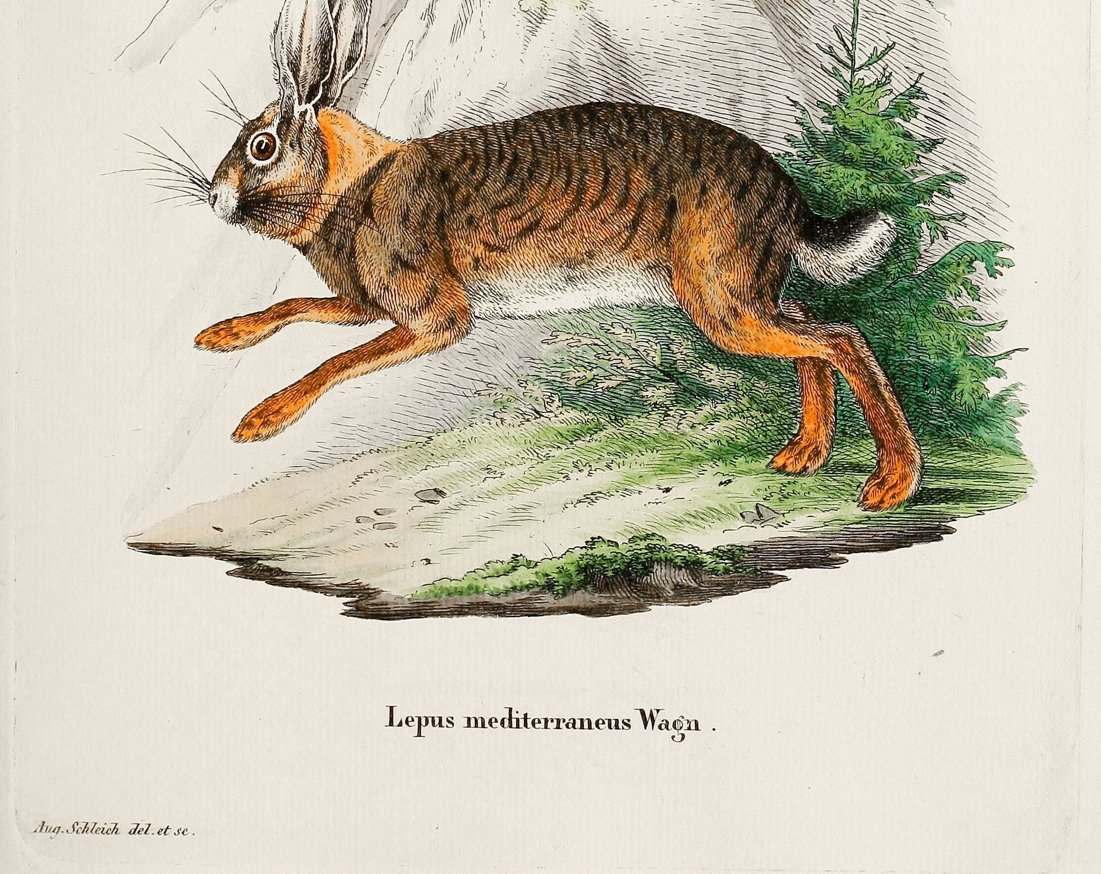 Poster about the hare, based on an old engraving from 1774.