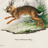 Poster about the hare, based on an old engraving from 1774.