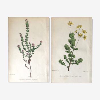 Set de planches botaniques, Ed Londres 1878