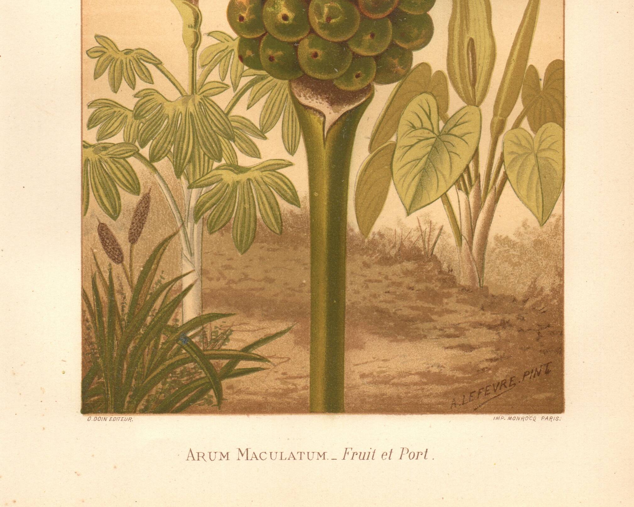 Gravure ancienne 1889 - Arum tacheté par A. Lefevre - Planche botanique
