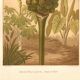 Gravure ancienne 1889 - Arum tacheté par A. Lefevre - Planche botanique