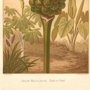 Antique engraving 1889 - Spotted Arum by A. Lefevre - Botanical plate