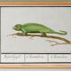 Small poster on the Chameleon, after an old engraving from 1610.