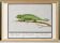 Small poster on the Chameleon, after an old engraving from 1610.