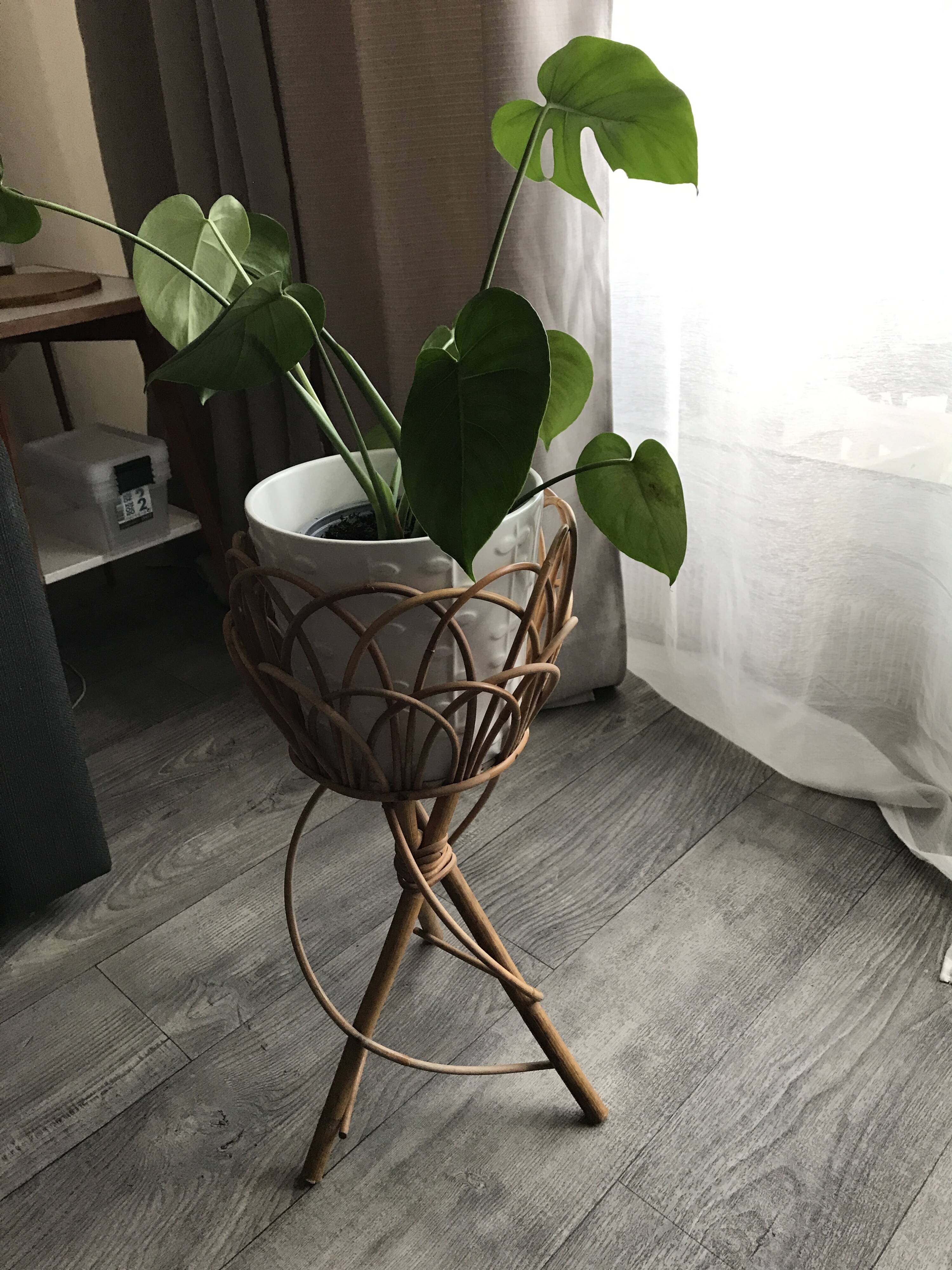 Rattan plant holder