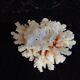 Ancient Coral