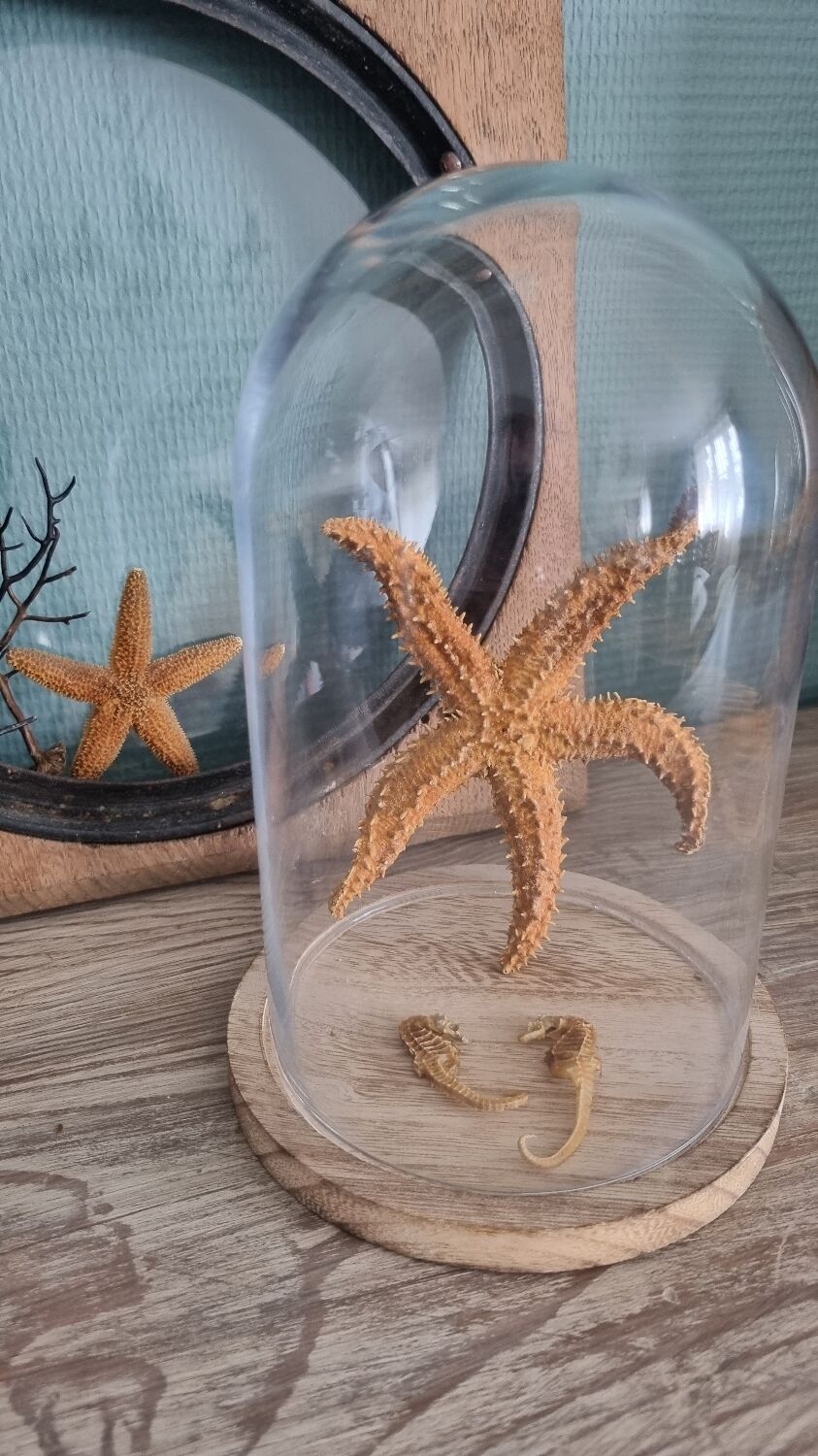 Natural ancient starfish large size