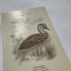 🐦 Botanical Plate Engraving of Birds Naturalist 19th Century Double-Sided A