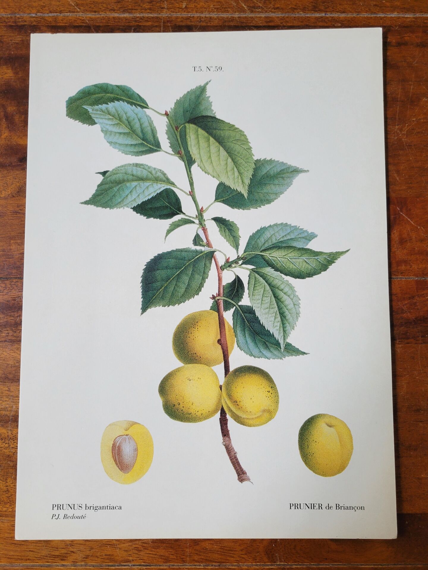 Planche botanique Prunier de JP Redouté