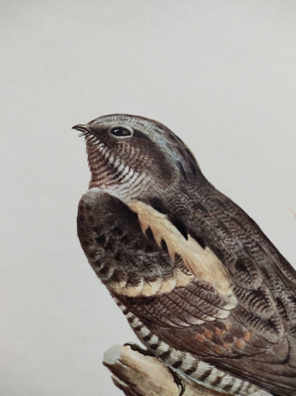 Bird illustration 1960s - European nightjar - Vintage zoological and ornithological image