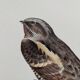 Bird illustration 1960s - European nightjar - Vintage zoological and ornithological image