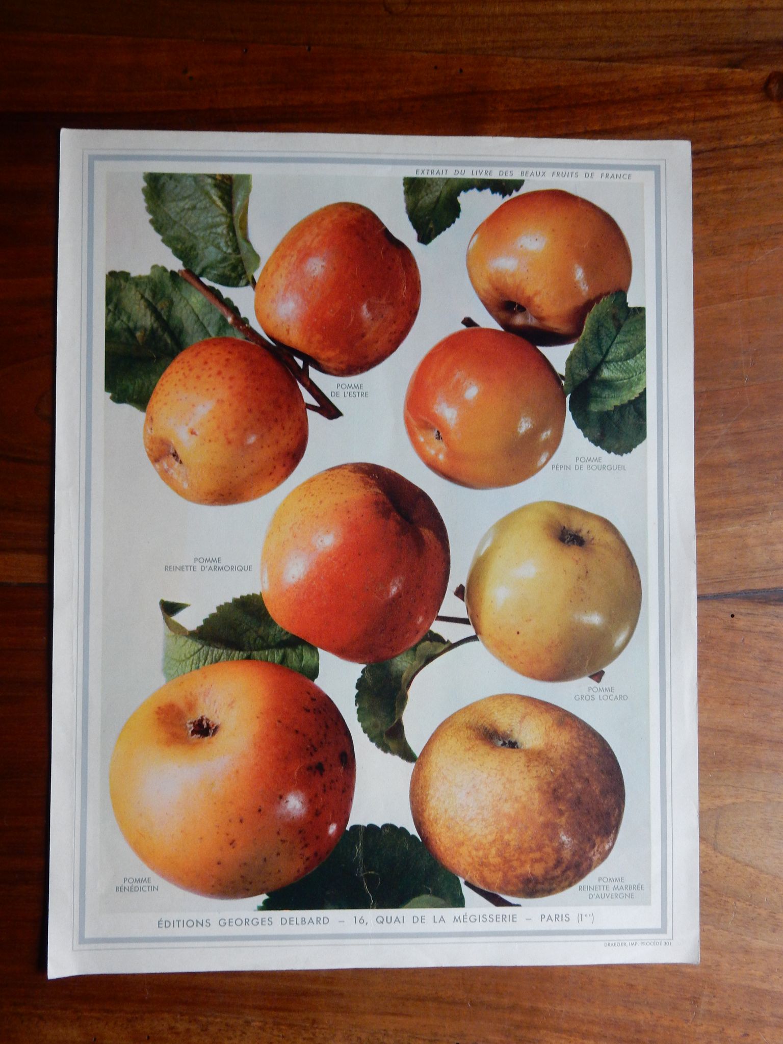 1947 botanical poster