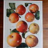 1947 botanical poster