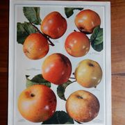 1947 botanical poster