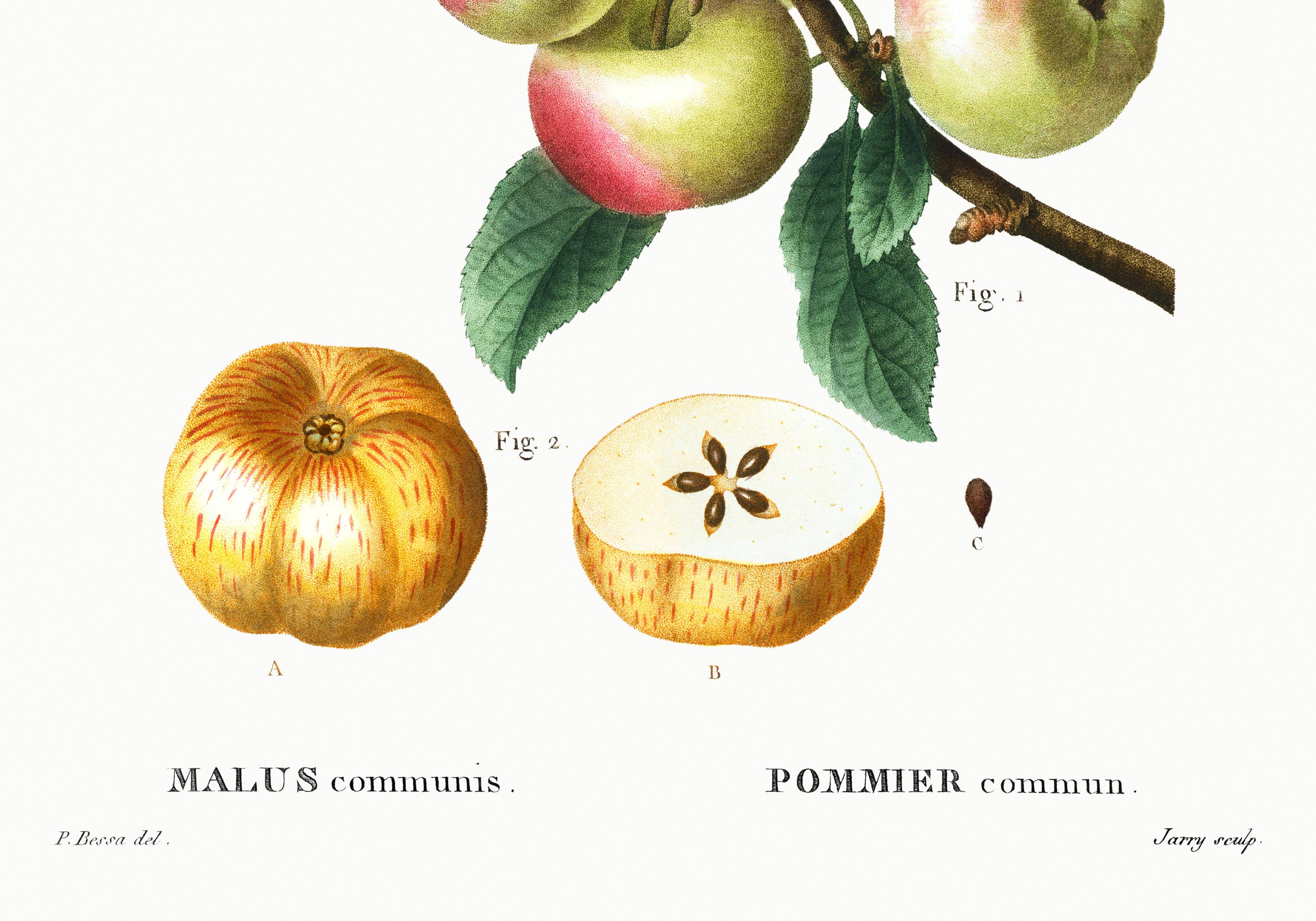 Poster about the Apple Tree, based on an old engraving from 1802