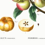 Poster about the Apple Tree, based on an old engraving from 1802